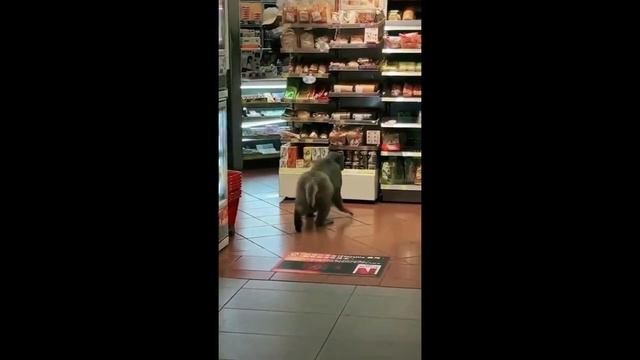 Забавные животные № 6 смотреть онлайн