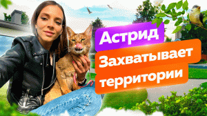 Чаузи Астрид идёт гулять ? Драка с камышовым котом ?