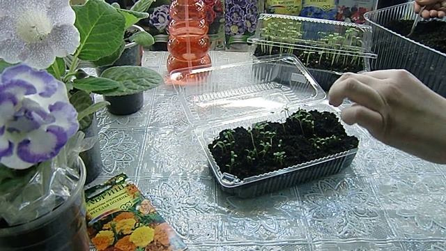 Рассада вытянулась ! Спасти проще простого. Регулятор роста ? смотреть онлайн