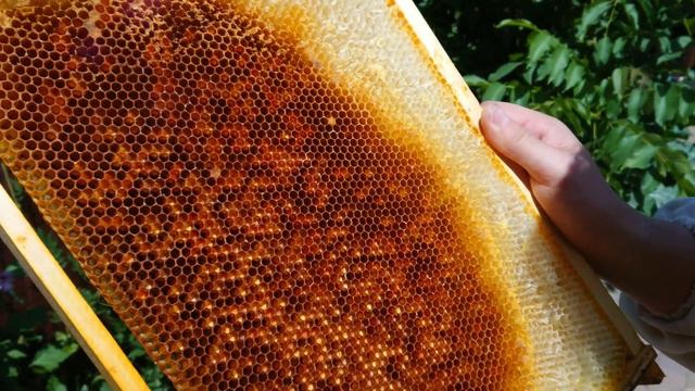 Забрал рамки после обсушки у пчел. Как храню рамки. Осушка рамок после откачки меда. смотреть онлайн