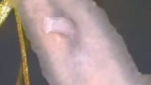 Движения планарии