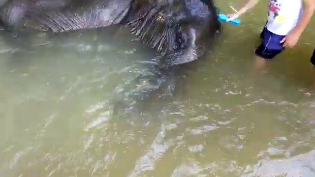 Тайланд Слон купается смотреть онлайн