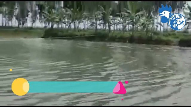 Double Speed Aerator || Agro Shop Bangladesh смотреть онлайн