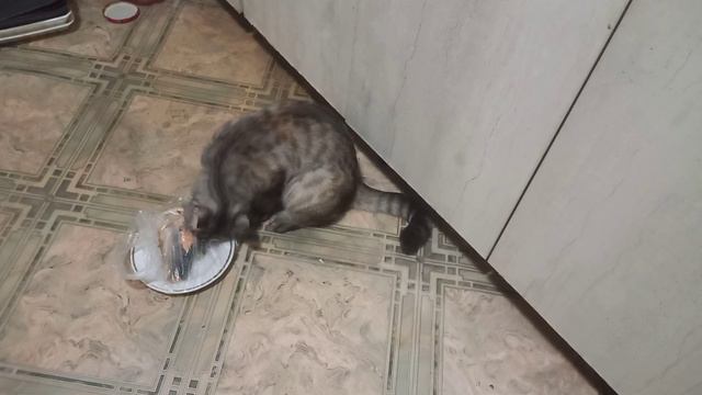 Кошка Соня ест рыбу из тарелки
