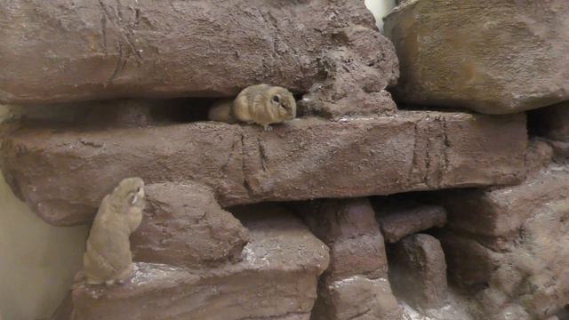 グンディ (埼玉県こども動物自然公園) 2019年10月2日 смотреть онлайн