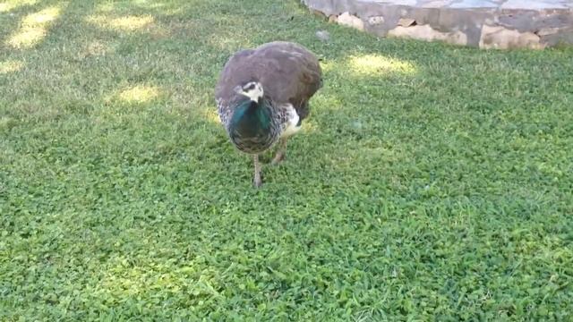 Павлин-птица гор смотреть онлайн