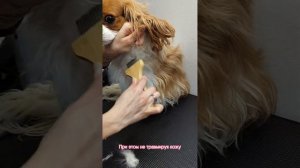 Колтунорез: что это? как работать и для каких целей использовать грумеру или владельцу для ухода