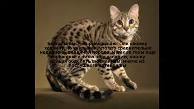 Самые интересные породы котов смотреть онлайн