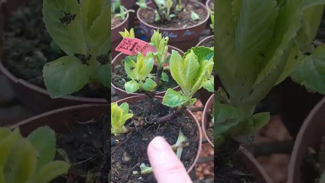 Обзор сортов крупнолистной гортензии . Новинки из Европы! смотреть онлайн