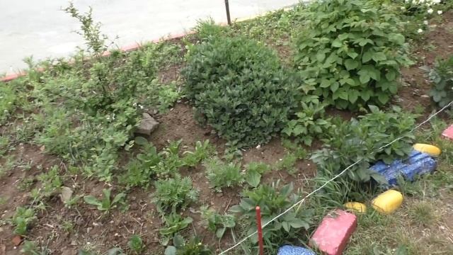 Летние работы в палисаднике перед домом. Ландшафтный дизайн смотреть онлайн