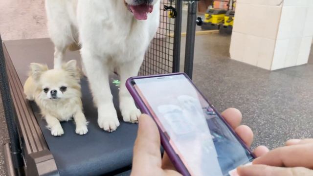 Распаковка и занятие на беговой дорожке #FitFurLife смотреть онлайн