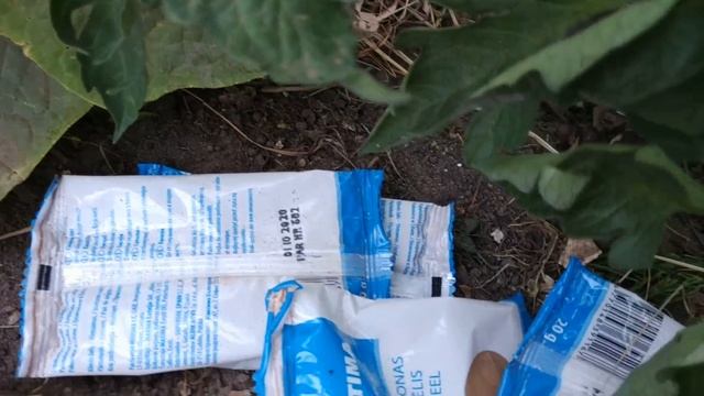 Я В ШОКЕ ! С ПЕРВОГО РАЗА ИЗБАВИЛАСЬ ОТ ПАУТИННОГО КЛЕЩА В ТЕПЛИЦЕ НА ОГУРЦАХ ! смотреть онлайн