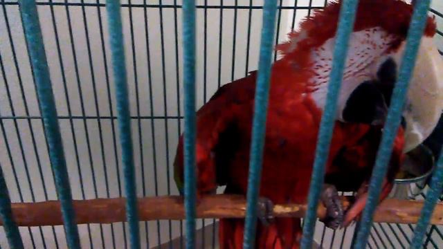 США Лос Анжелес, Калифорния, Красавчик попугай-купить?