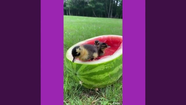? Милые, смешные животные ? смотреть онлайн