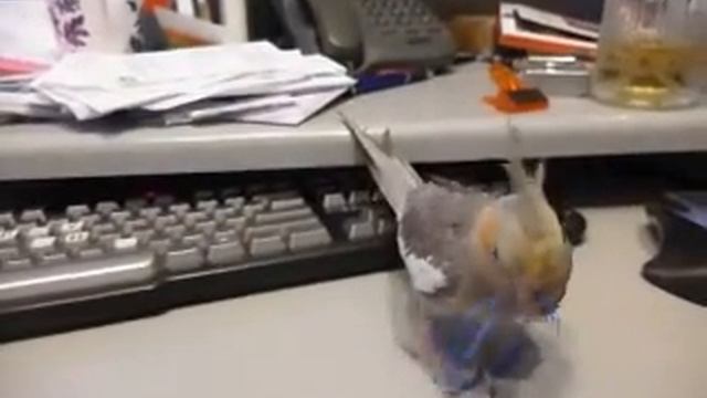 20131228 P0133 Tweet and budgie elastic смотреть онлайн