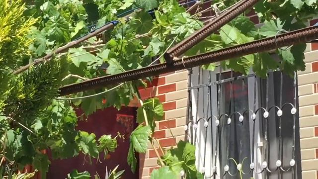 На память о Баку. Пятница. Скворцы и море смотреть онлайн