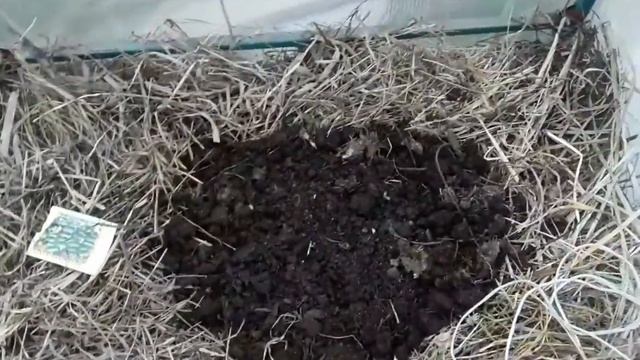 Вспахали огород. Высаживаем семена огурцов в теплицу. Напекли ватрушек с творогом и пирожков!. смотреть онлайн