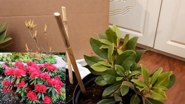 РАСПАКОВКА, РОДОДЕНДРОНЫ ИЗ ПОДВОРЬЯ. смотреть онлайн