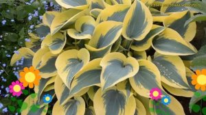 Хоста гибридная Отумн Фрост. Краткий обзор, описание характеристик hosta Autumn frost