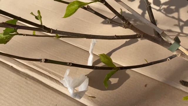 Магнолия «Genie» / Новинка 2022 г.