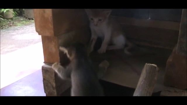 KITTENS SMACK EACH OTHER!!! смотреть онлайн
