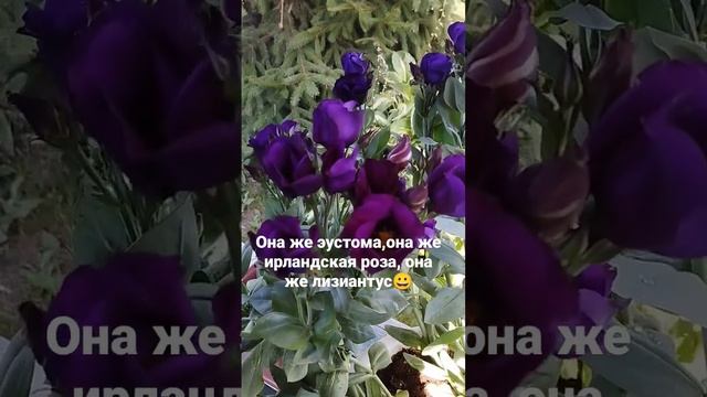 Эустома, лизиантус, ирландская роза смотреть онлайн