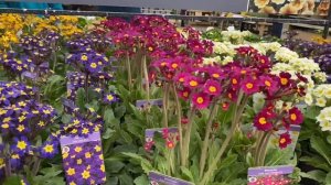 Примулы ГИГАНТЫ Что расцветёт из собранных семян Гибридных Примул? Primula Pretty Polly LONDON