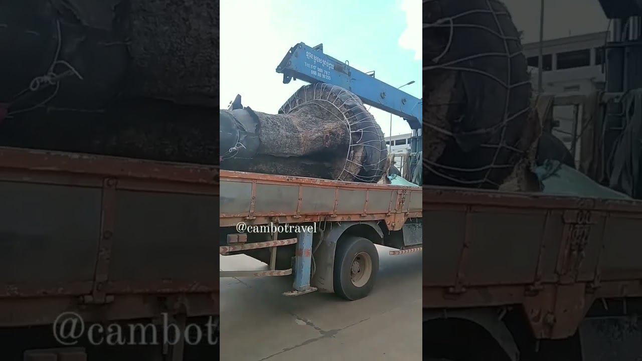 Стырили дерево в лесу #камбоджа смотреть онлайн