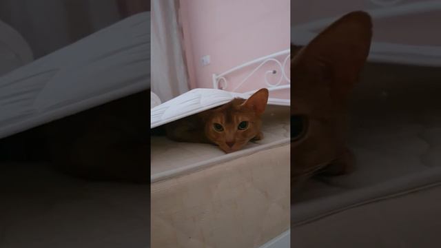 Абиссинская кошка жизнь под наматрасником смотреть онлайн
