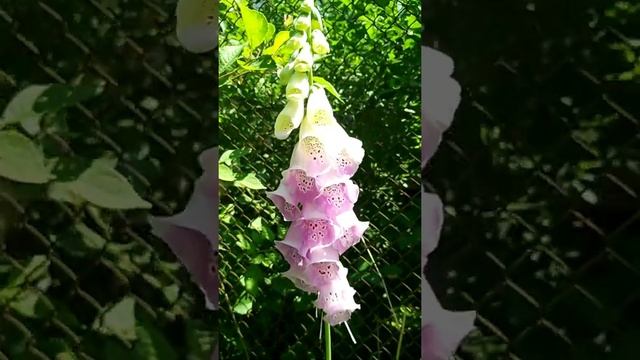 ЛЕСНАЯ АПТЕКА ПОДМОСКОВЬЯ смотреть онлайн