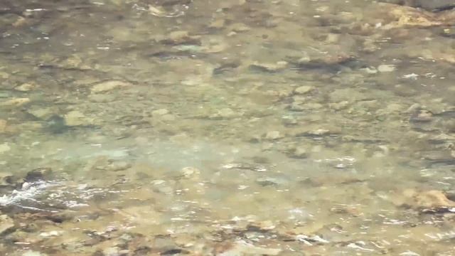 Как нерестится форель. Подводные съемки форели смотреть онлайн