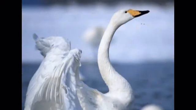 Белый лебедь на пруду смотреть онлайн