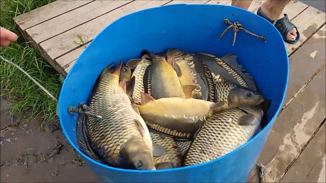 Зарыбление карпом 3 сектора!!!Клевое Место д.Савельево!!! смотреть онлайн