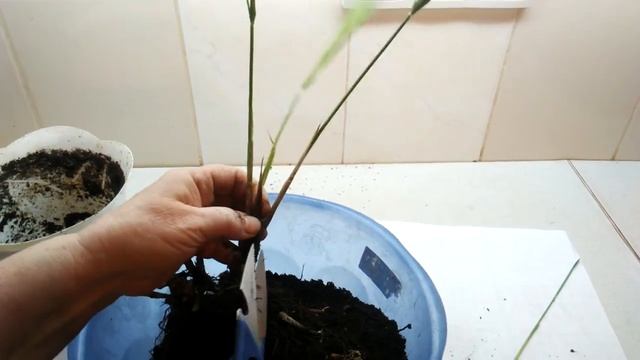 Пропадает цветок циперус - будем спасать.(часть 1, см. продолжение) смотреть онлайн