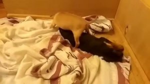 Чихуахуа или той терьер