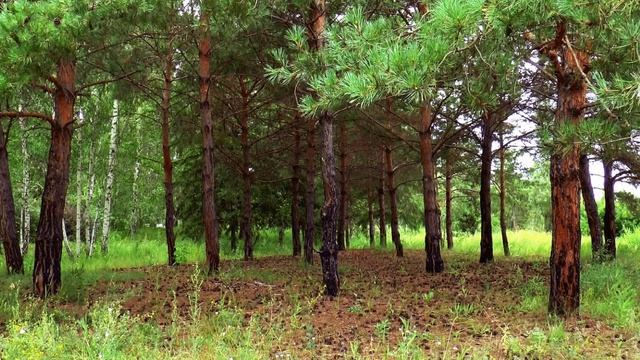хвойные деревья смотреть онлайн