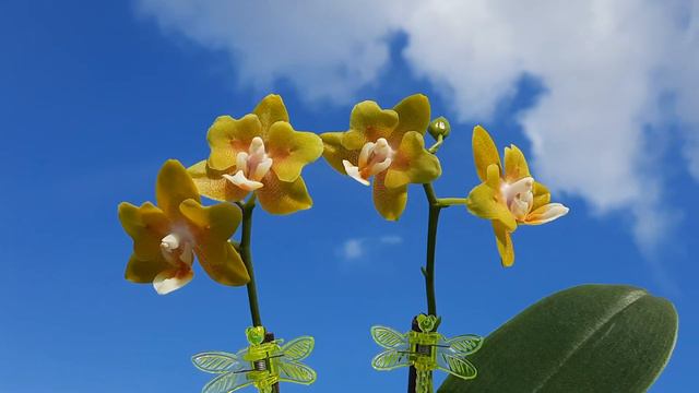 Phal. Mainshow Little Star