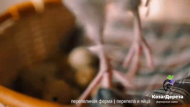 Коза-Дереза׀ О фермерах ׀ перепелиная ферма ׀ перепела и яйца смотреть онлайн