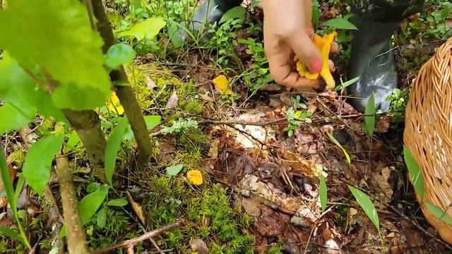 Белый, подосиновики, подберезовики и море лисичек!))) Пачынаецца! 15.07.22