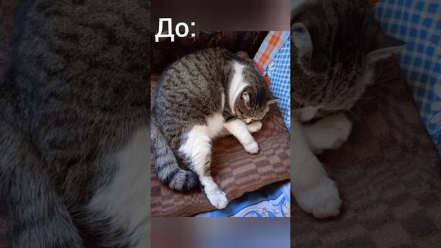 Котики на даче когда приехали внуки: