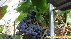 Виноград "Зилга" морозостойкий виноград для беседок и арок!