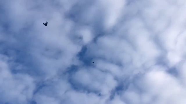 "" ГОЛУБИ "" ЛИПЕЦКАЯ ОБЛ. Г. УСМАНЬ. ГЕННАДИЙ "" 19.10.2020.г. смотреть онлайн