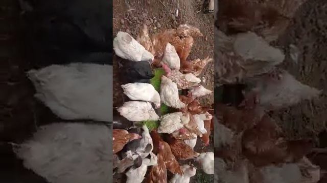 Куры и пророщенная пшеница смотреть онлайн