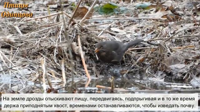 Птицы Одинцово. Черный дрозд смотреть онлайн