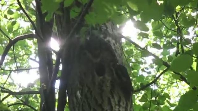 Битцевский лес дятел 06 06 2015 008