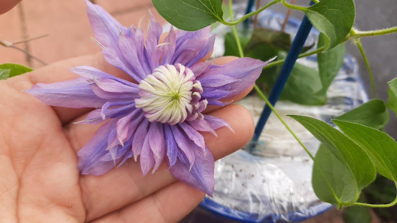 Посылки с клематисами. От Игоря Колодяжного и Елены)