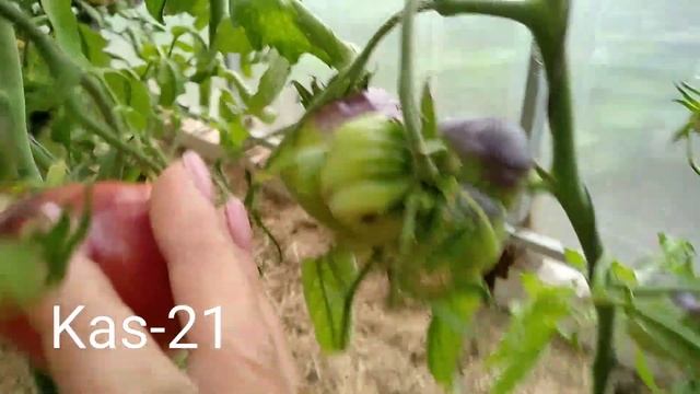 Сорт томата Kas-21???