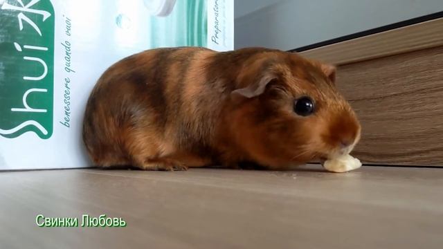 Морская свинка Луня кушает банан / Guinea pig eats a banana смотреть онлайн