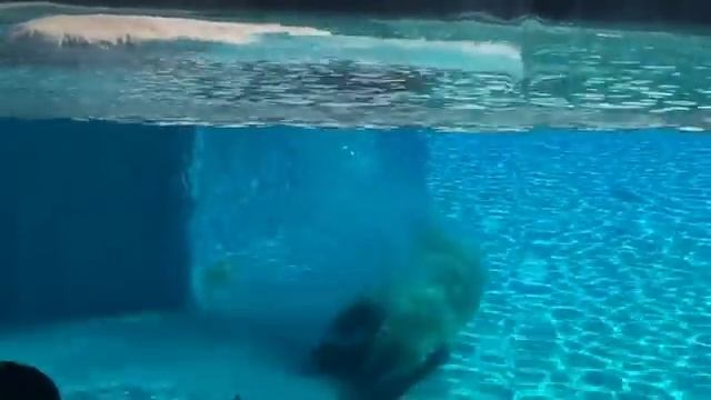 Белый медведь в зоопарке Сингапура (Singapore Zoo) смотреть онлайн