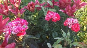 Спрей роза АРРОУ ФОЛИЕС .